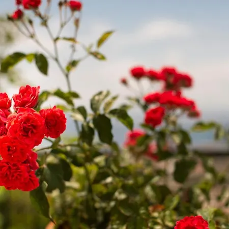 Janakis Apartmán Himarë