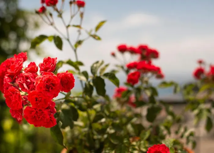 Janakis Daire Himarë